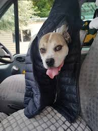 DOGS DAY OUT GIZZY added a new photo...