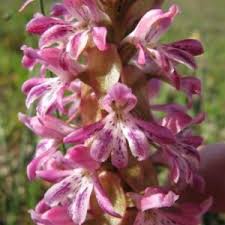 Image result for Satyrium coriophoroides