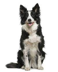 Border Collie Puppies Breed Information Puppies For Sale