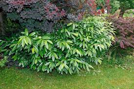 So bestimmen sie den optimalen pflanzabstand für ihre hecke. Kirschlorbeer Die Besten Sorten Fur Hecken Mein Schoner Garten