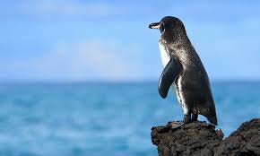 Galapagos penguins are one of the smaller penguin species, averaging about 53 cm tall and weighing 1.7 to 2.6 kg. How To Tell The Sex Of A Galapagos Penguin Tech Explorist