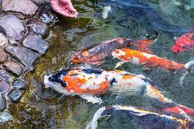 Find the perfect koi pond stock photos and editorial news pictures from getty images. 24 Stunning Koi Pond Design Ideas