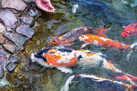 We did not find results for: 24 Stunning Koi Pond Design Ideas