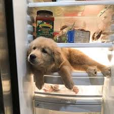 Leyla Leyla Google Hayvan Bebekler Sevimli Kopek Yavrulari Golden Retriever