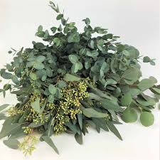 Image result for Eucalyptus