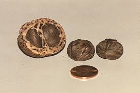 Image result for Schinziophyton