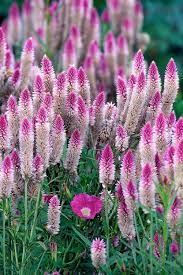 Pin On Bloom On