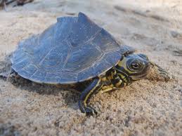 The barbour's map turtle graptemys barbouri. Barbour S Map Turtle Graptemys Barbouri Inaturalist