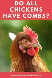 What kind of injection is a rooster comb? Do All Chickens Have Combs What Comb Less Means Chicken Chicks Info