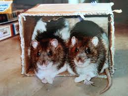 There are about 350,000,000 people in the us, and most of them have at least one computer. My Rats Wanted To Be Included In Our Game Night They Watched Us Closely To Make Sure Nobody Was Cheating Imgur