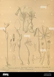 Image result for Centrostigma occultans