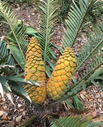 Image result for Encephalartos villosus