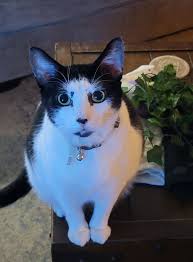 Lost cat in Rutledge Falls area, big and sweet