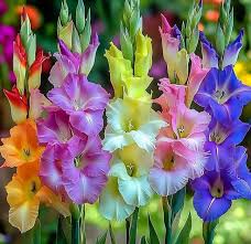 Image result for Gladiolus trichonemifolius