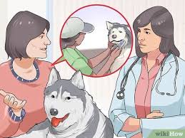 Subscribe now for unlimited access to verified professionals in any field How To Find A Good Dog Groomer 11 Steps With Pictures Wikihow