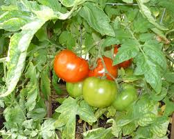 We did not find results for: Top 6 Most Cost Effective Vegetables To Grow Eartheasy Guides Articles Eartheasy Guides Articles