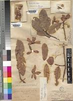 Image result for Monotes glaber