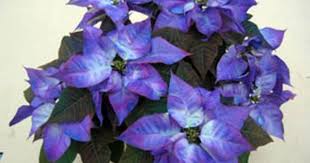 Birth Month Flower Grow Kit Australia Poinsettias Make Holiday Splash With Range Of Jewel Like Colors Poinsettia Plant Flower Pot Design Christmas Plants