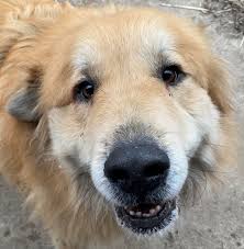 We did not find results for: Dog For Adoption Cecil Golden Pyr Special Needs A Great Pyrenees Golden Retriever Mix In Indianapolis In Petfinder