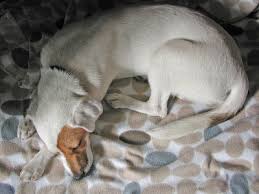 Snoop dogg — doggy dogg christmas 02:53. If It S Hip It S Here Archives Good Fun For Good Dogs And A Good Cause