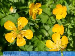 Image result for Ranunculus raeae