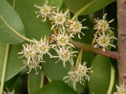 Image result for Inhambanella henriquesii