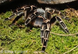 Check spelling or type a new query. Image Aphonopelma Seemanni Costa Rican Zebra Striped Knee Tarantula Biolib Cz