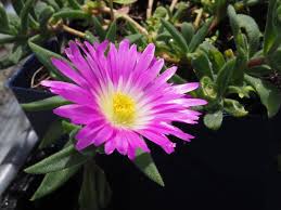 Image result for Delosperma tradescantioides
