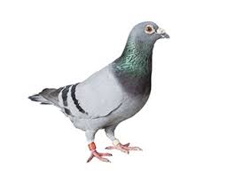 Raleigh is the capital city of north carolina and is known for being a part of the research triangle, named after the many technological and scholarly institutions around raleigh, chapel hill, and durham. Preventative Pest Control Services In Raleigh Durham Chapel Hill
