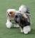 Small Medium Haired Dogs