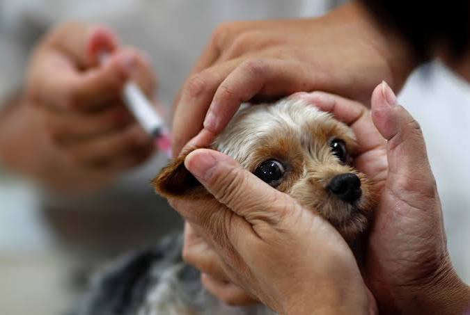 Vacinação antirrábica em cães e gatos começa em Cuiabá | G1