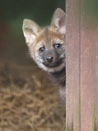 I absolutely adore maned wolves!!!!! Shy Maned Wolf Pups At Paignton Zoo Zooborns