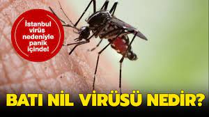 İnsanların çoğu batı nil virüsü (bnv) ile enfekte sivrisineğin ısırması ile hastalanırlar. Bati Nil Virusu Nedir Bati Nil Virusu Nasil Bulasir