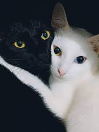 They Re Like Toothless And Light Fury I Love The Eyes Too Aww We've been looking for a mate for me but nothing's. they re like toothless and light fury
