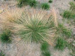 Image result for Festuca chodatiana