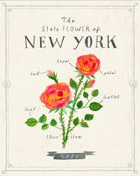 New York State Flower Print The Rose Etsy Flower Prints Aurora Art Black Eyed Susan