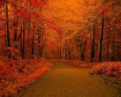 Image of High school wallpaper with nature scenes