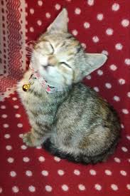 Kedi Kediler Cat Animals Cats Pictures