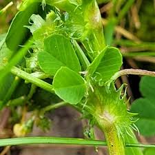 Image result for Medicago polymorpha