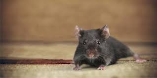 Advanced wildlife & pest control cell phone: Best Pest Control Companies Pest Control Treatments Indianapolis In Ipm Solutions