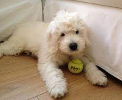 Pin By Jacqueline Mcguire On Teddy Bear Goldendoodles Teddy Bear Goldendoodle Teddy Bear Puppies Goldendoodle