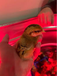 Let's Talk, Buladean!