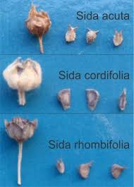 Image result for Sida chrysantha