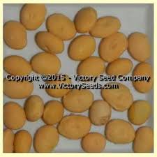 Image result for Brazzeia soyauxii