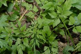 Image result for Oenanthe