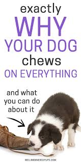 How To Stop Dogs From Chewing Stop Dog Chewing Dog Training Dog Chewing Furniture