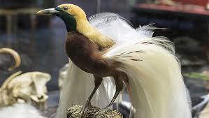 Finden sie hochwertige lizenzfreie vektorgrafiken, die sie anderswo vergeblich suchen. Ein Kleiner Paradiesvogel Ist Der Schatz Des Monats Februar Universitat Hamburg