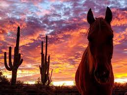 Such A Typical Arizona Sunset With Cactus And Horse In The Background Horse Background Majestic Animals Horse Photography