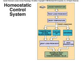 zachs anatomy blog homeostasis