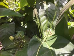 Image result for Oxyanthus speciosus